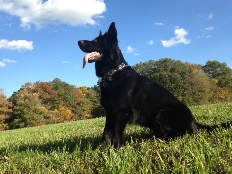 black gsd - german shepherd dog