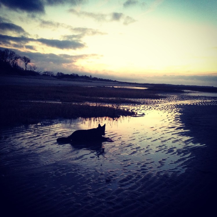 black german shepherd dog sunset at the beach