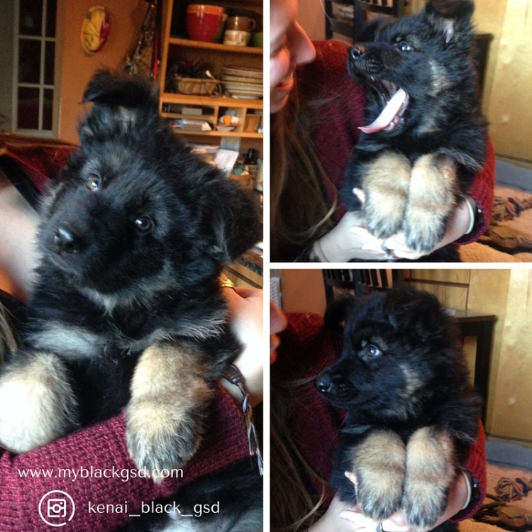 8 week old male German shepherd puppy for sale