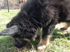 german shepherd puppy feels grass for the first time